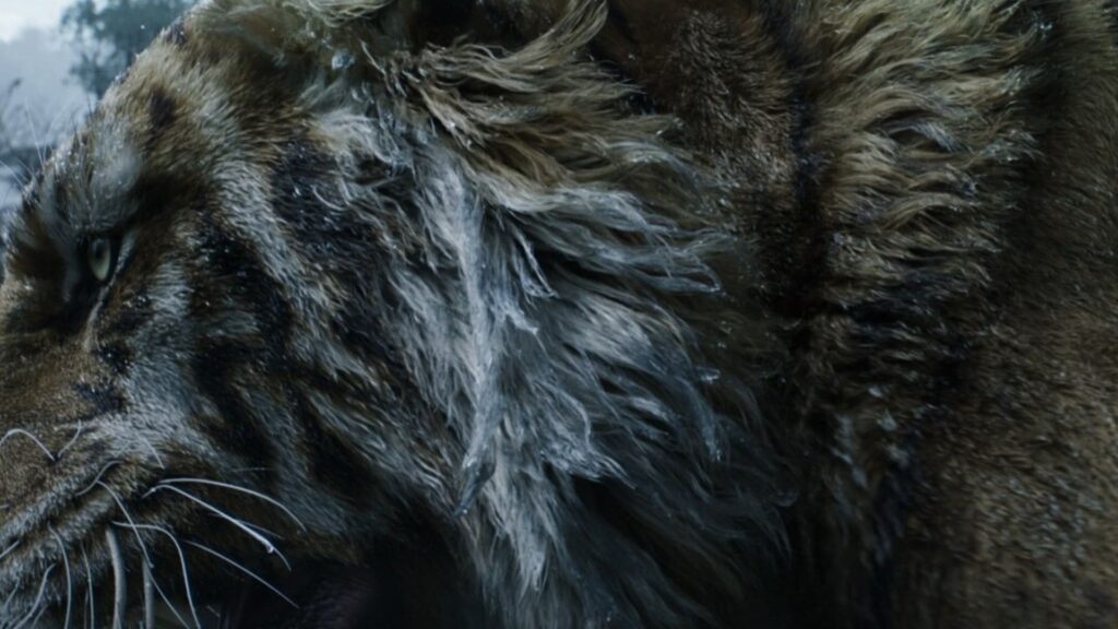 Close-up of a fierce, wet tiger, its fur matted with rain